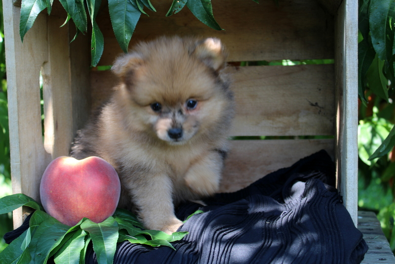 puppy, for, sale, Pomeranian, Matthew B. Stoltzfus, dog, breeder, Gap, PA, dog-breeder, puppy-for-sale, forsale, nearby, find, puppyfind, locator, puppylocator, aca